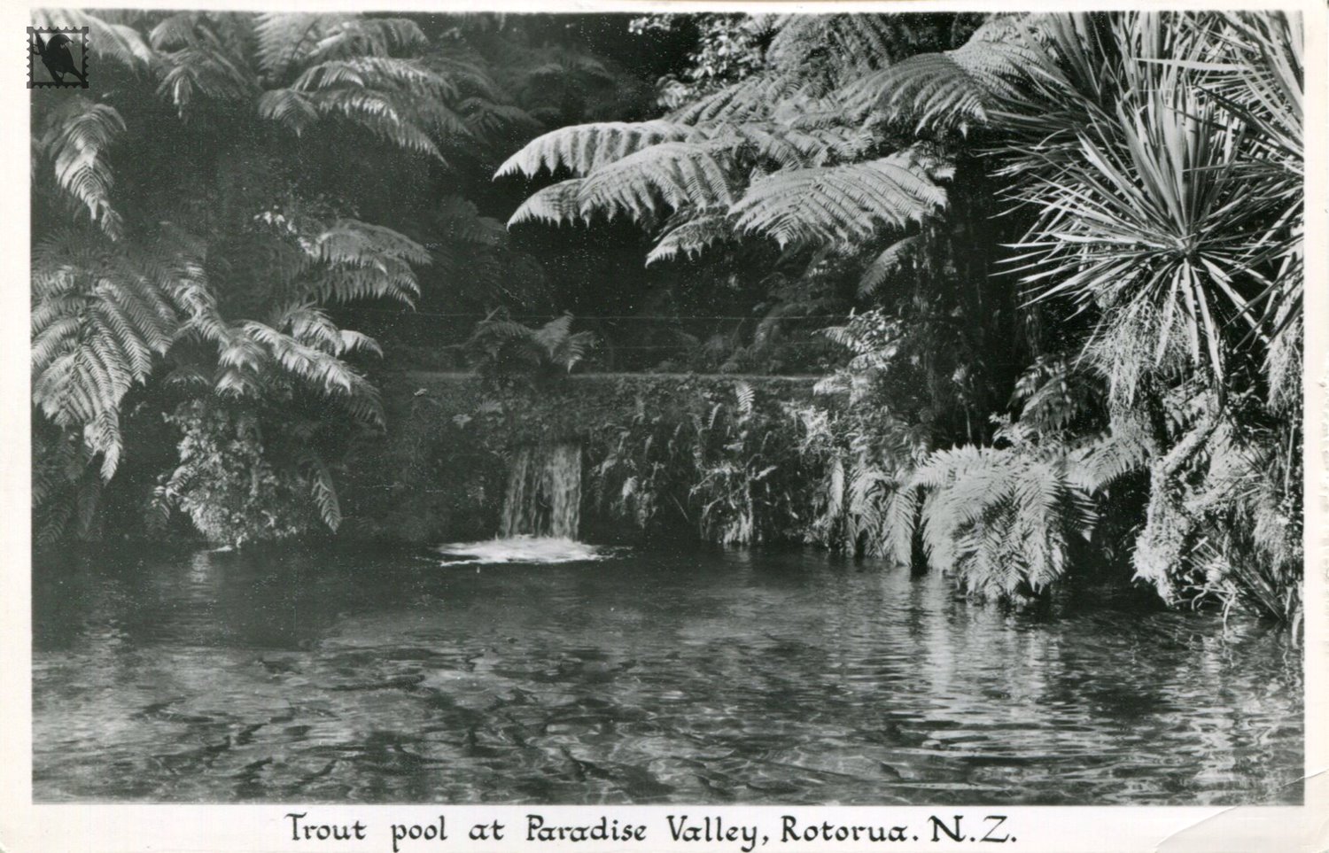 Trout Pool at Paradise Valley