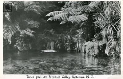 Rotorua Trout Pool