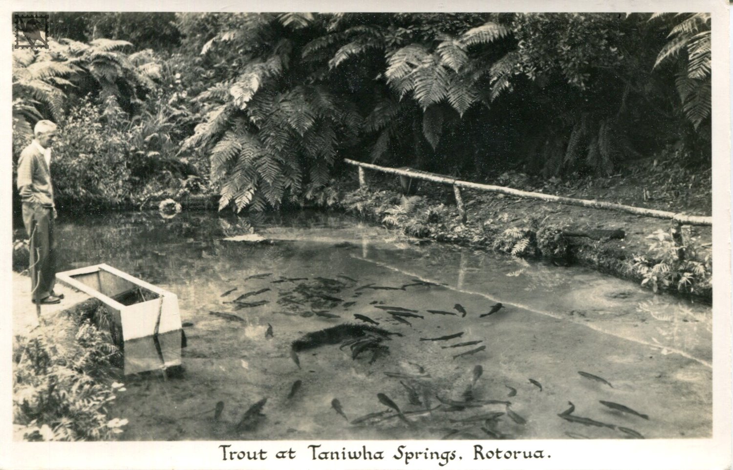 Trout at Taniwha Springs