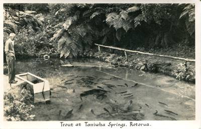 Rotorua Taniwha Springs