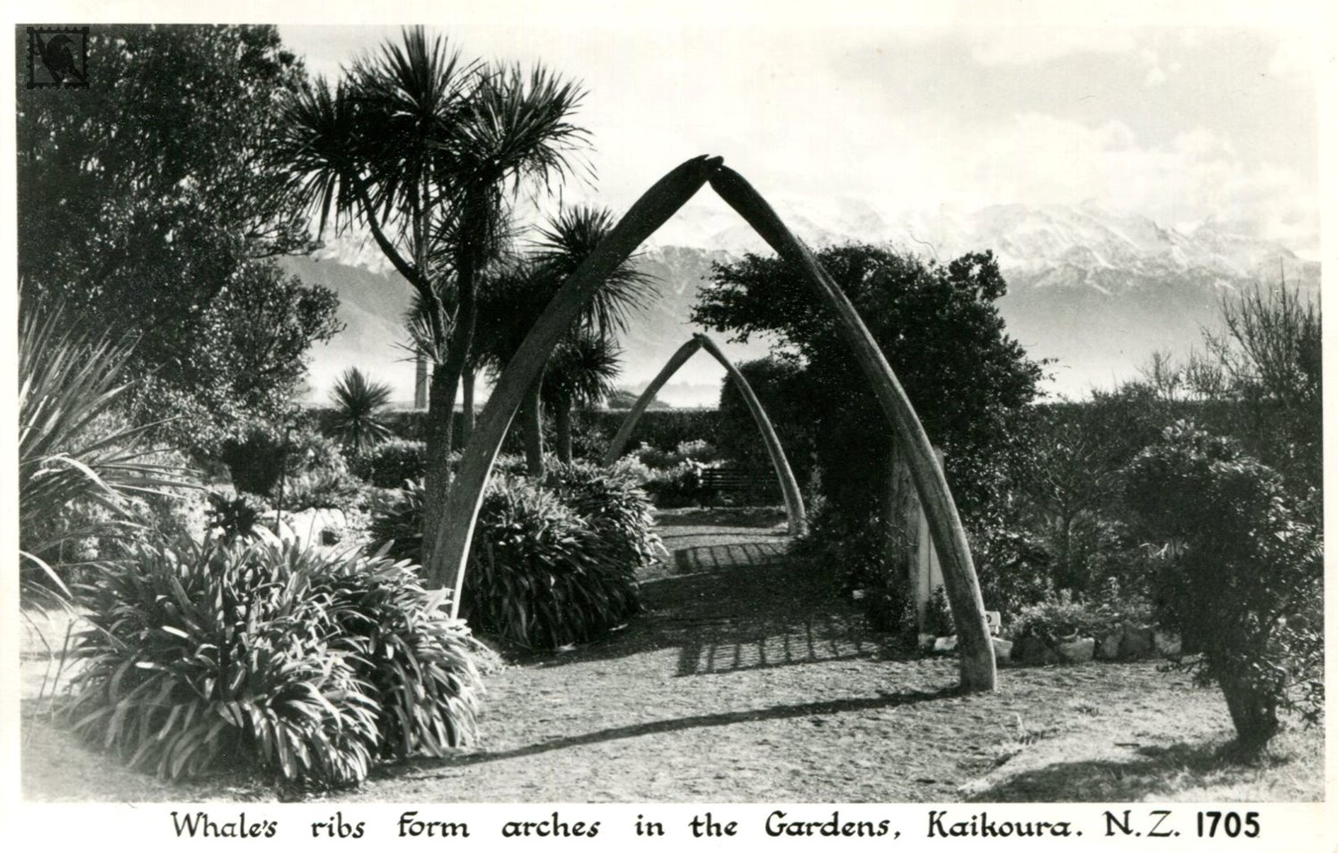 Kaikoura Gardens - Whale Rib Arches