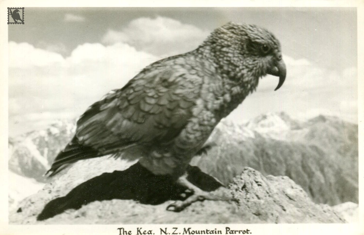 The Kea - New Zealand Mountain Parrot