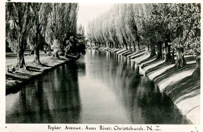 Christchurch - Avon River Poplar Avenue