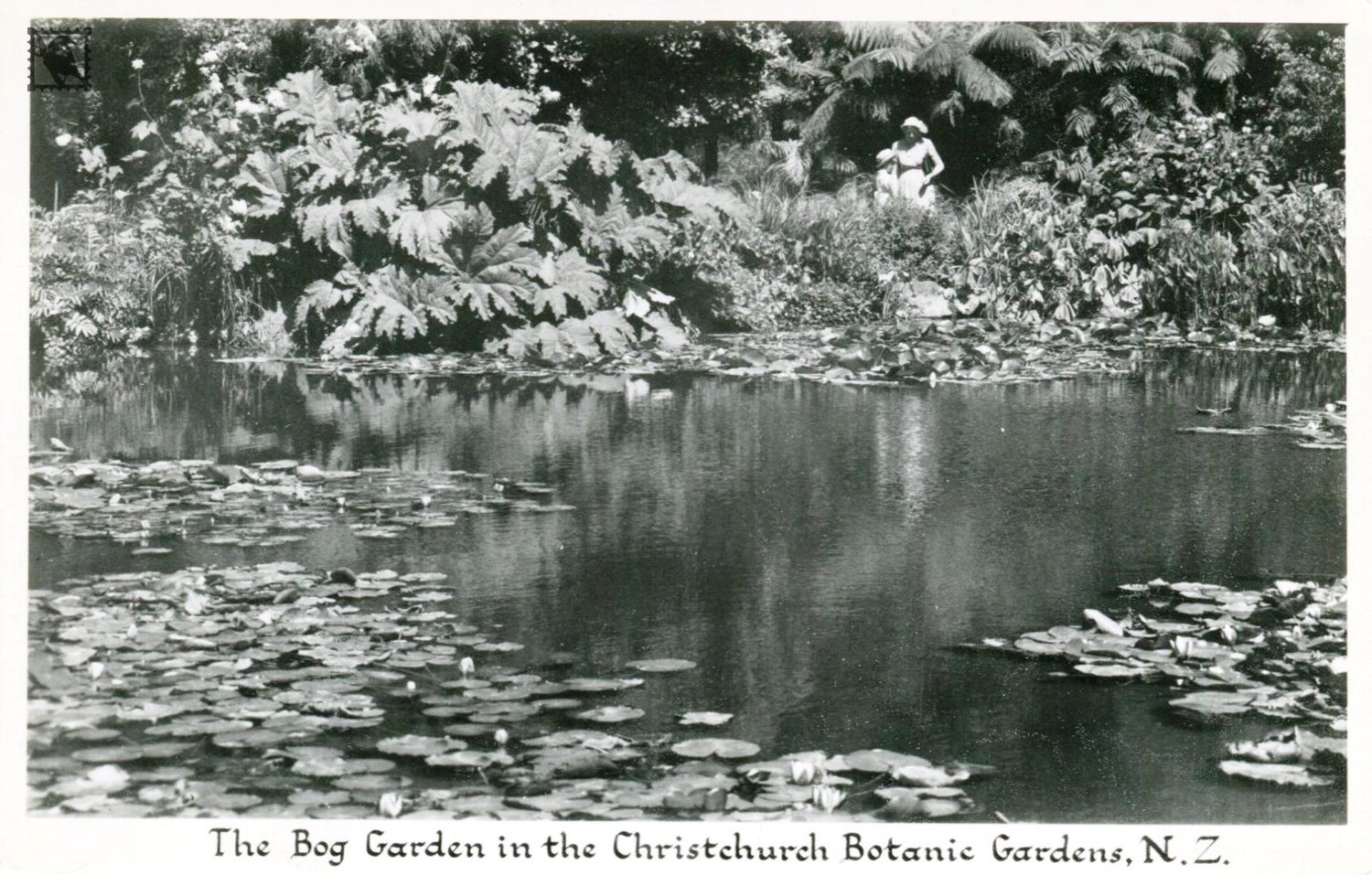 Christchurch Botanic Gardens - The Bog Garden