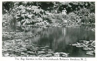 Christchurch Botanic Gardens - The Bog Garden