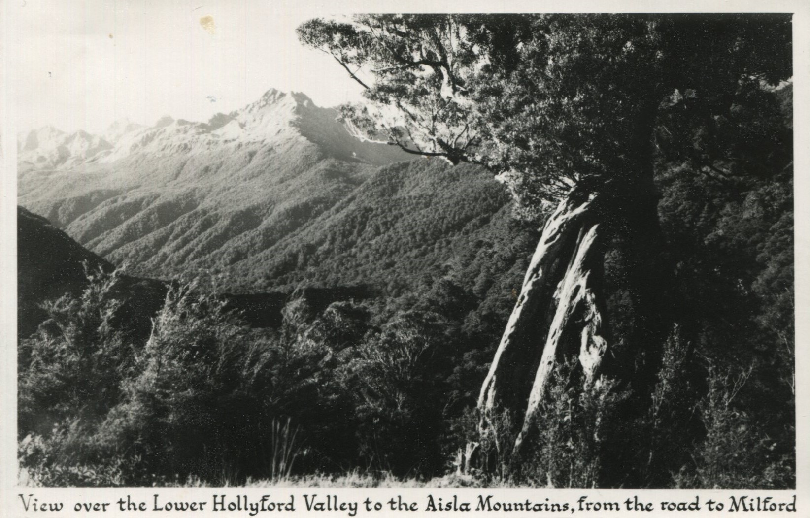 Fiordland - Lower Hollyford Valley